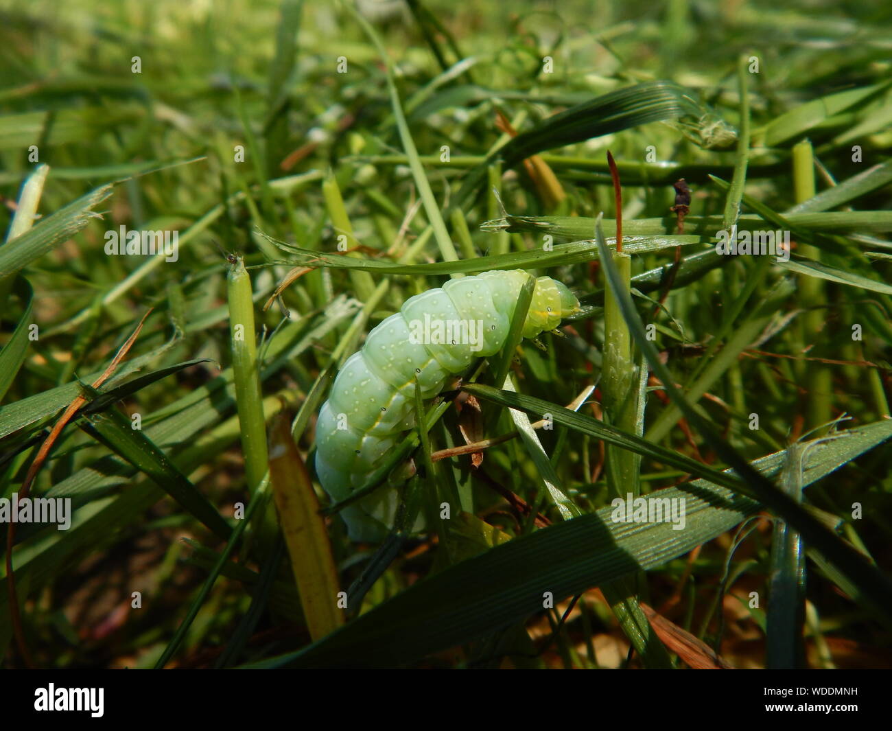 Caterpillar And Grass Hi Res Stock Photography And Images Alamy