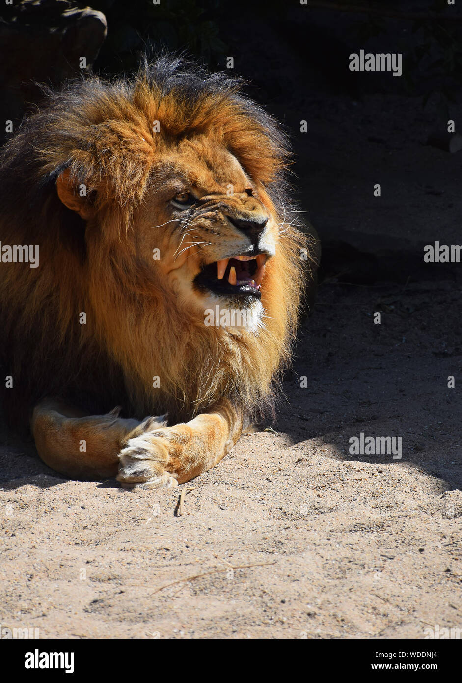Close up lion roaring hi-res stock photography and images - Alamy
