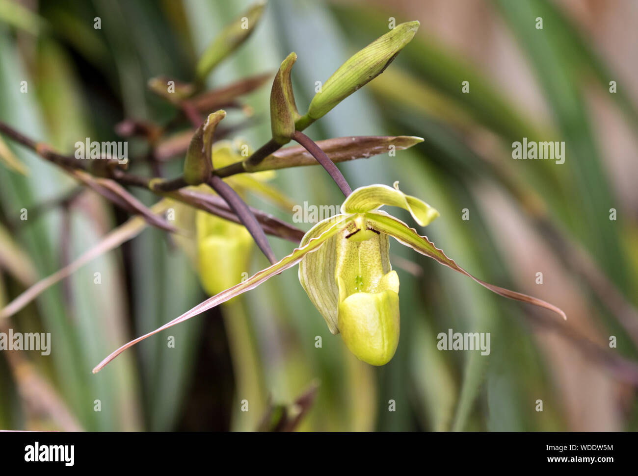 Closeup of exotic yellow orchid in North Western Ecuador Stock Photo