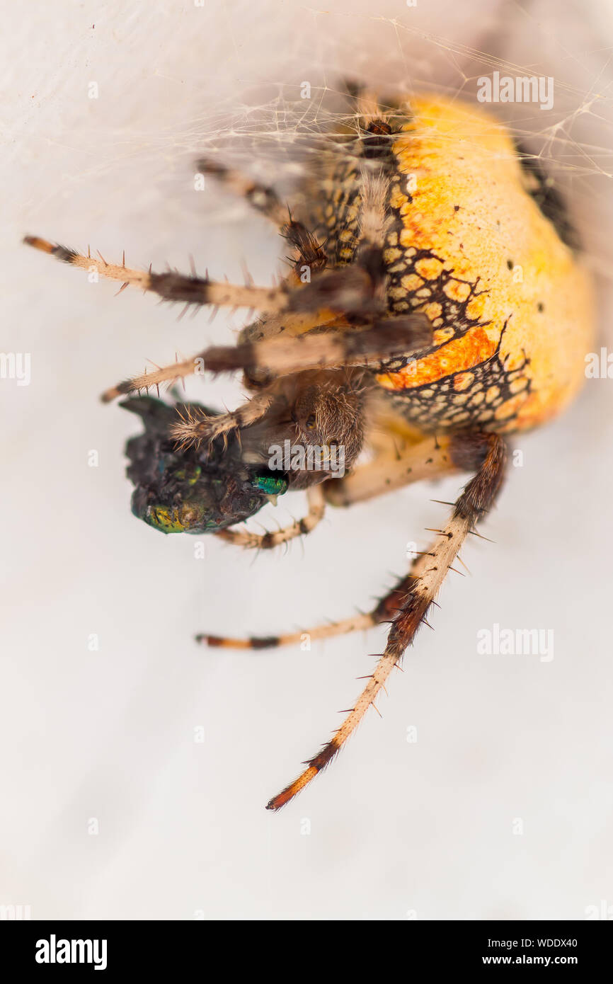 Close-up Of Spider Hunting Prey Stock Photo