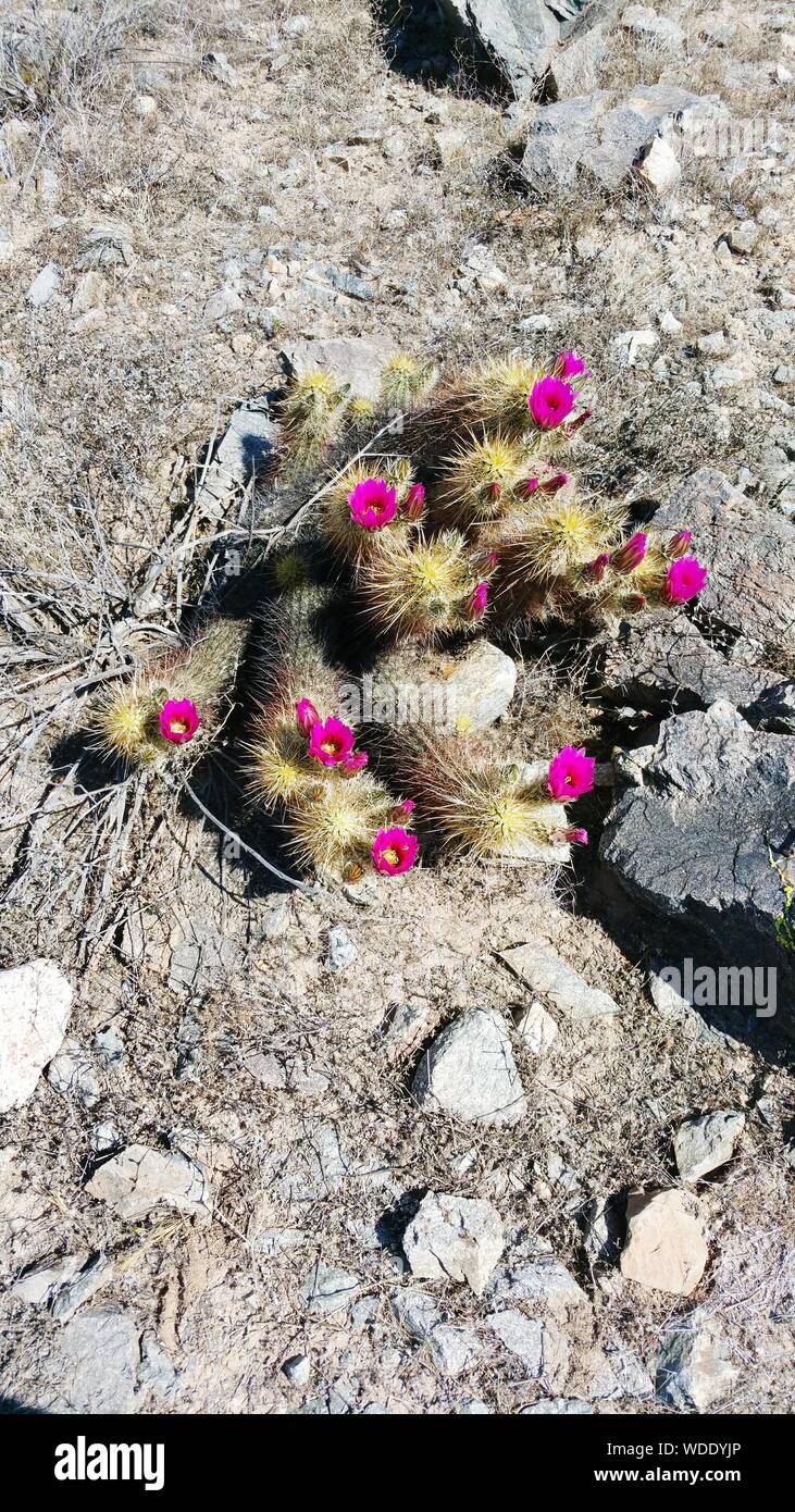 Blooming Cactus Stock Photo