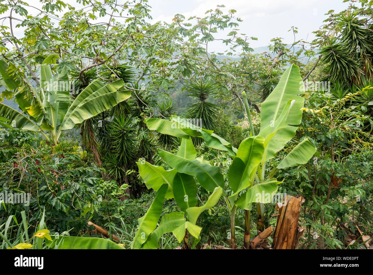 Jamaica plantation hi-res stock photography and images - Alamy