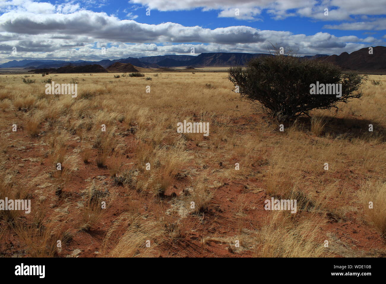 Solitary bush surrounded by dry grass in a desert area near a mountain range in Namibia Stock Photo
