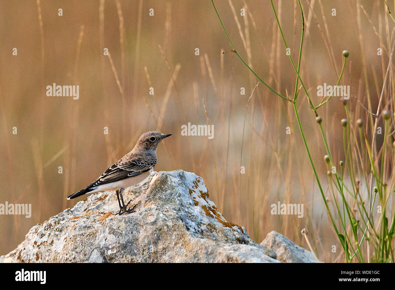 The pied wheatear Oenanthe pleschanka is a wheatear, a small insectivorous passerine bird that was formerly classed as a member of the thrush family T Stock Photo