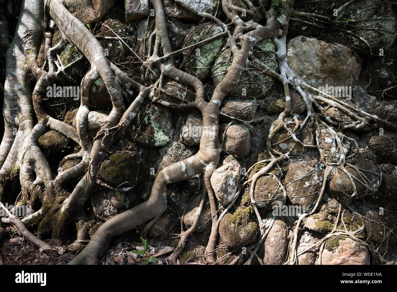 Old Tree root - Tropical tree roots at Taiping, Malaysia Stock Photo