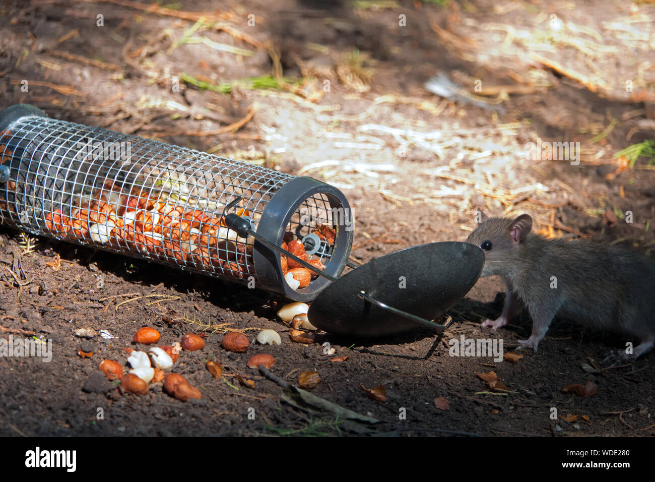 Rat at bird feeder hires stock photography and images Alamy