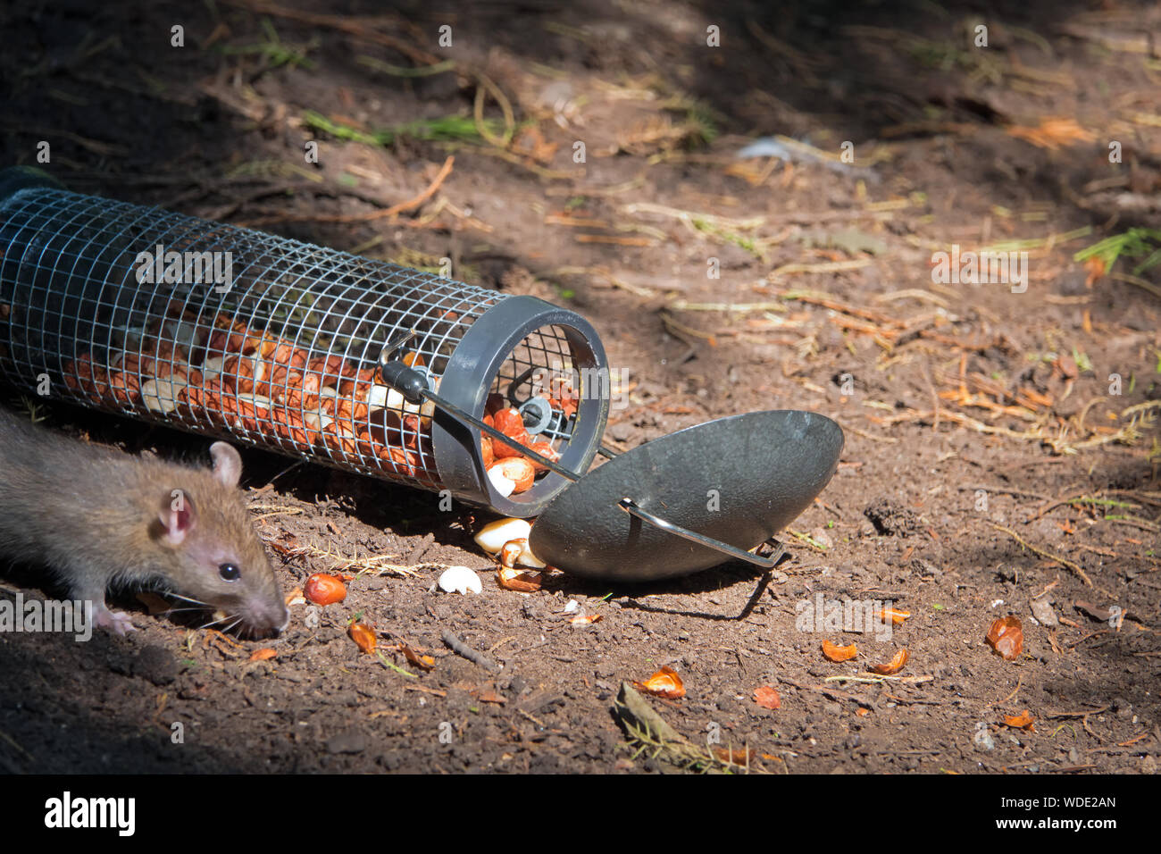 Rats eating nuts from a bird feeder that had dropped on the forest floor Stock Photo