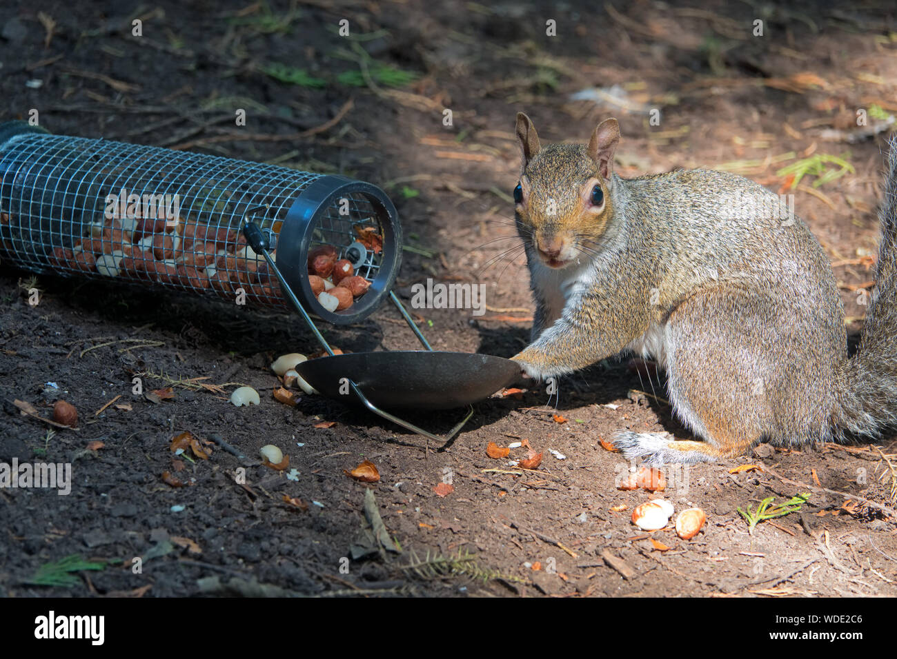 Wild Grey Squirrel Eating Nuts From A Bird Feeder That Has Fallen
