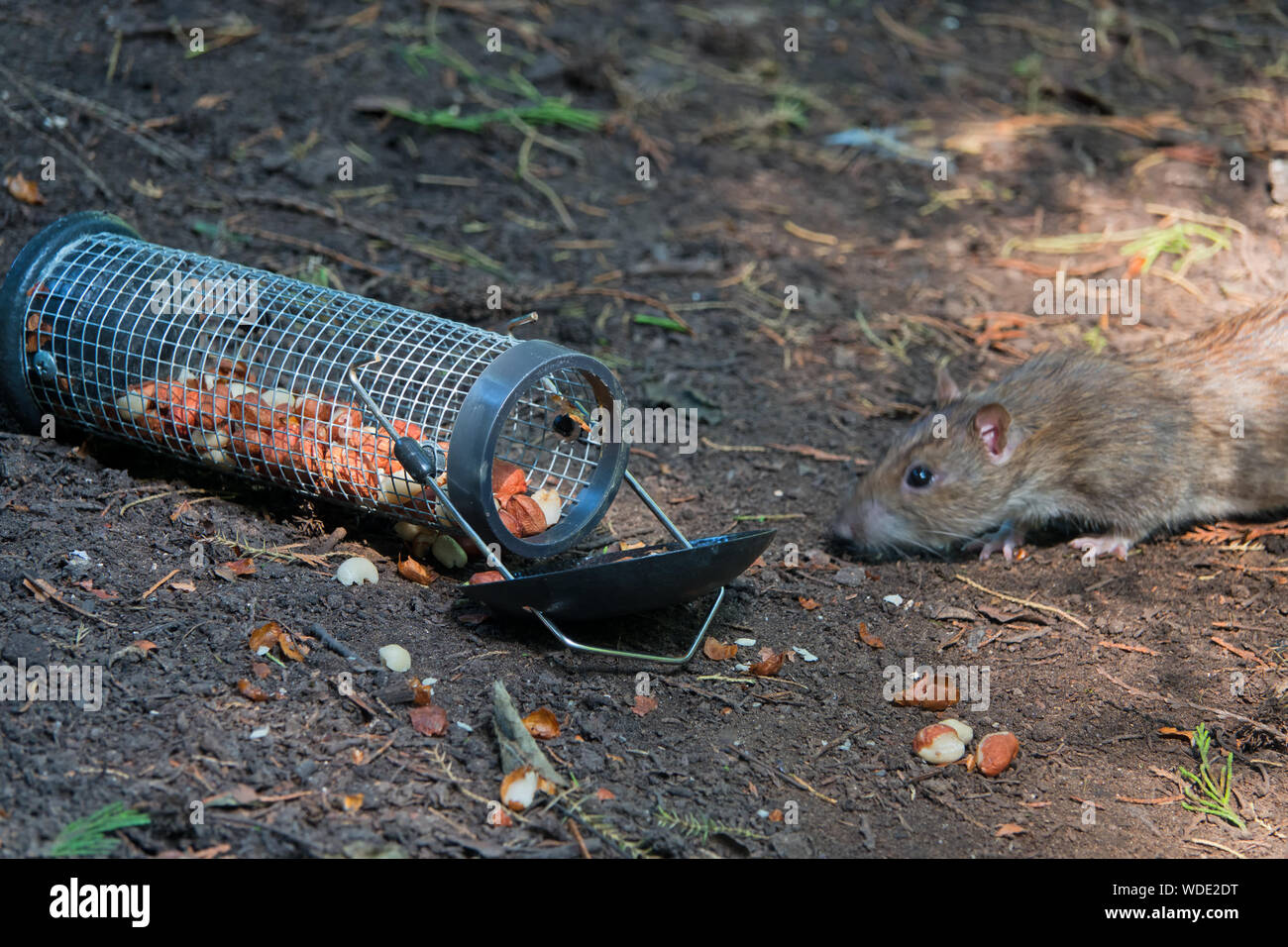 Rats eating nuts from a bird feeder that had dropped on the forest floor Stock Photo