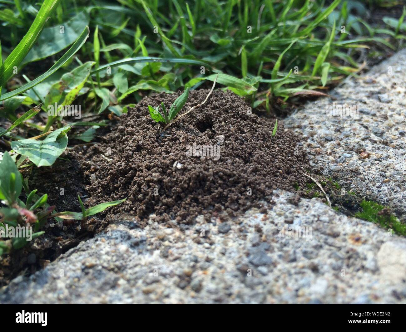 Close-up Of Ant Nest Amidst Grass And Pathway Stock Photo