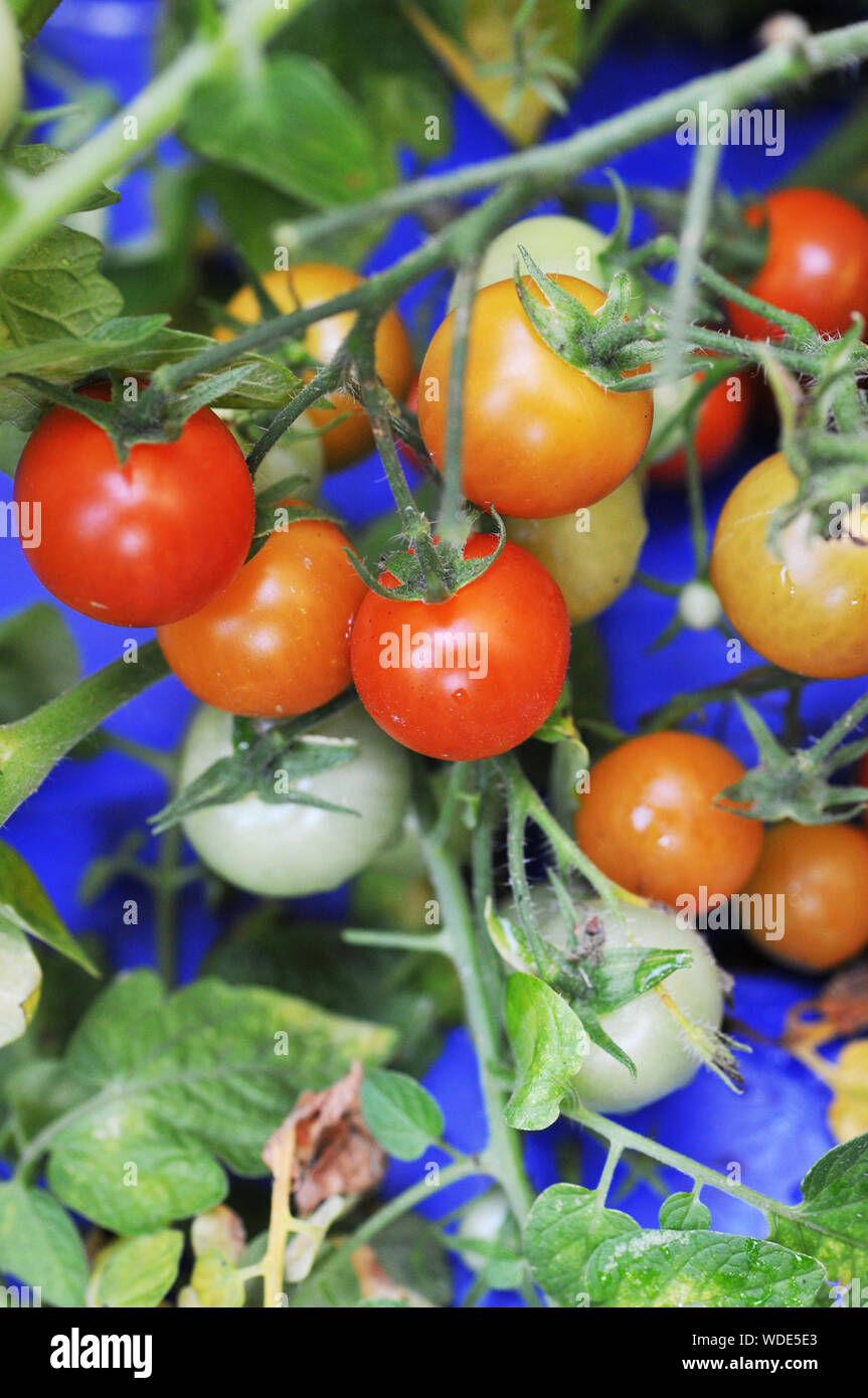 Growing Cherry Tomatoes on a Single Branch Stock Photo