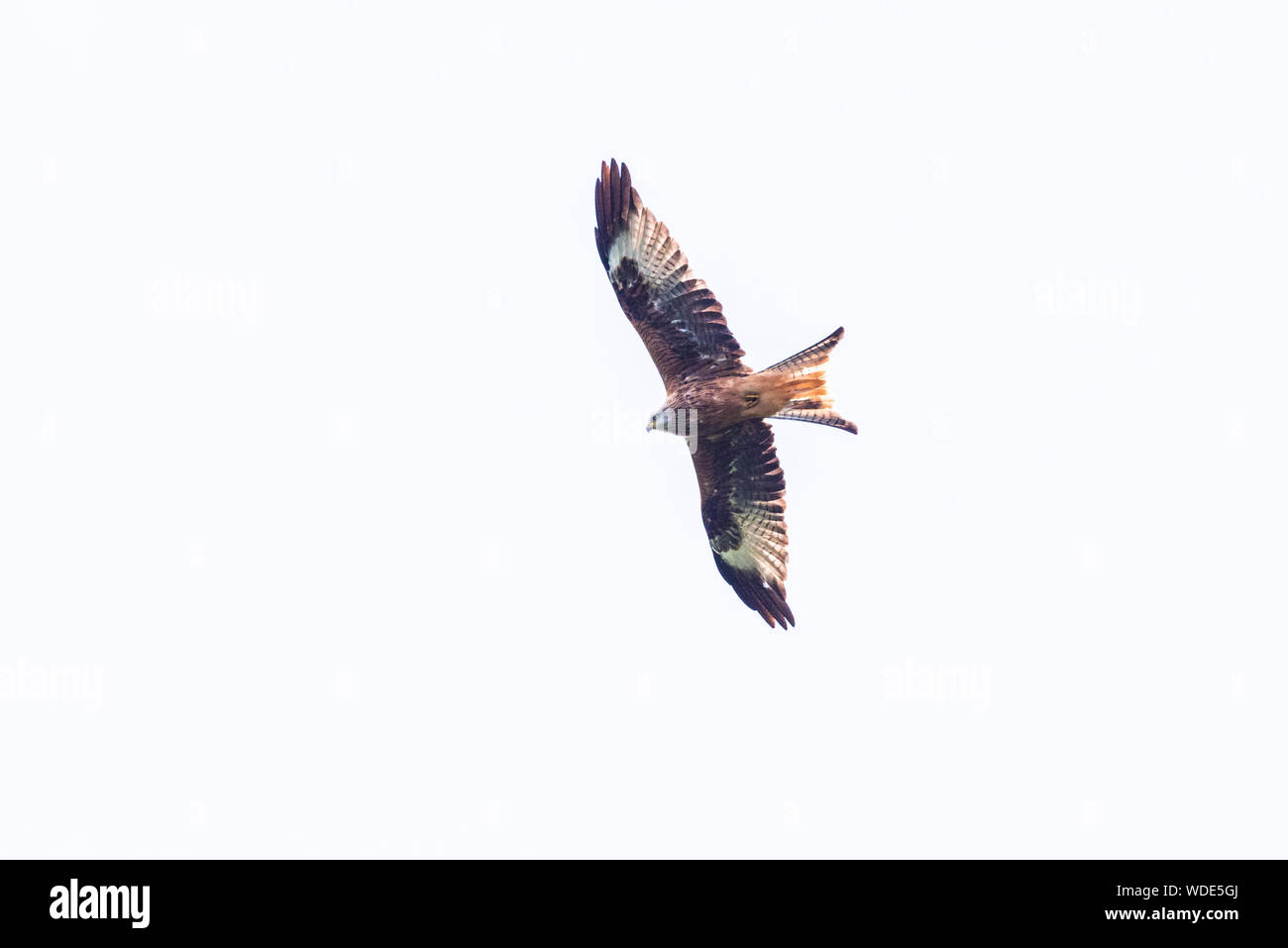 Red kite, Milvus milvus, in Wales, underside, wings open, white sky. Stock Photo