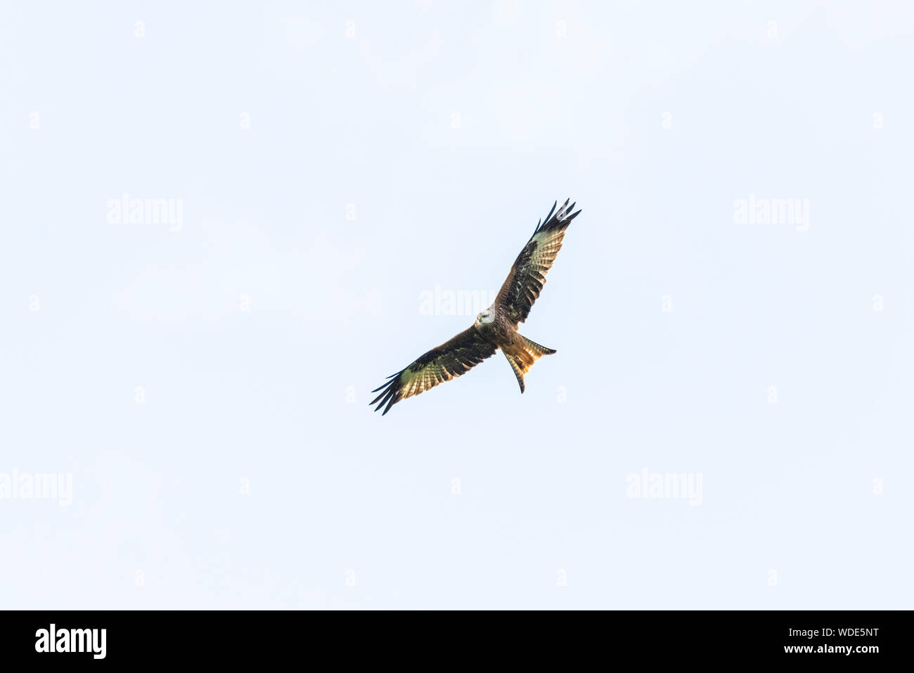 Red kite, Milvus milvus, in Wales. Stock Photo