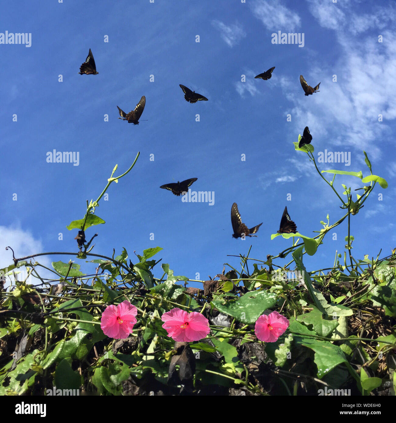 Butterflies flying sky hires stock photography and images Alamy