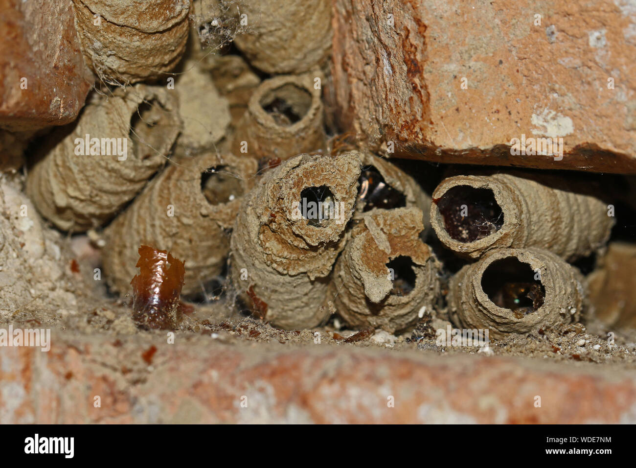 Wasp Mud Dauber Nest High Resolution Stock Photography And Images Alamy