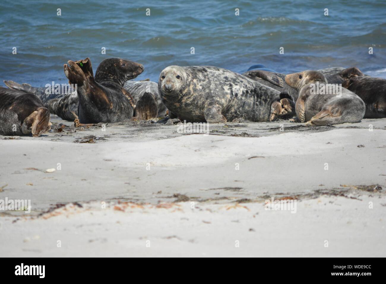 Sea Animals Relaxing At Beach Stock Photo