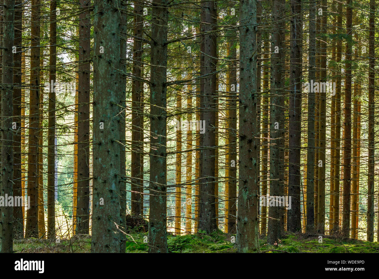 Coniferous forest with sunlight shines through the trees Stock Photo