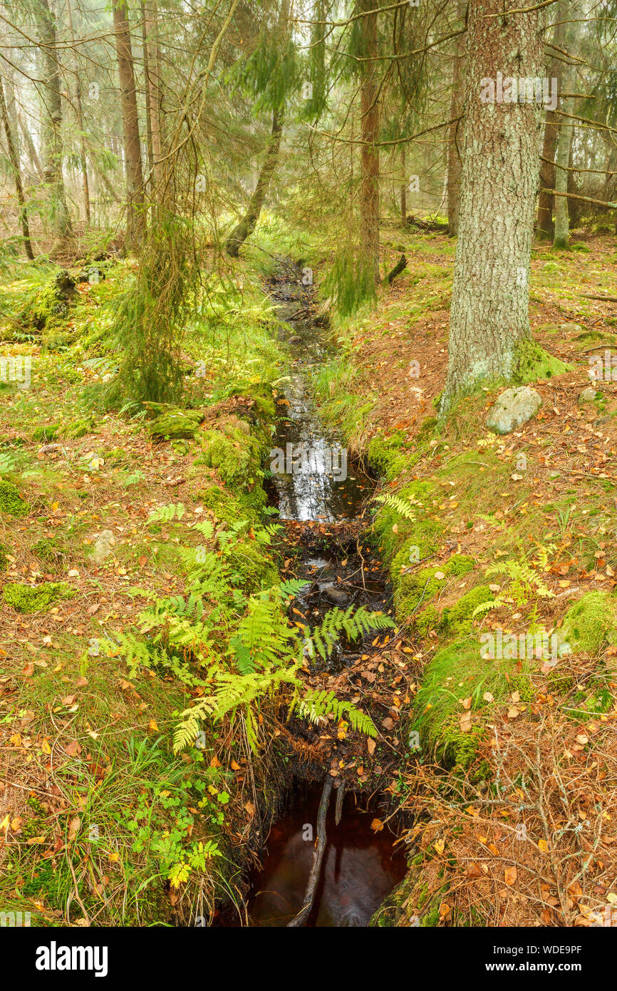 Creek running through an old forest Stock Photo