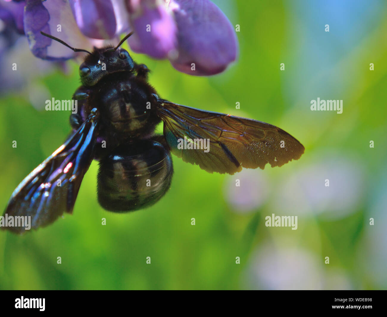 Close up of violet carpenter bee, Xylocopa violacea on purple flower Stock Photo