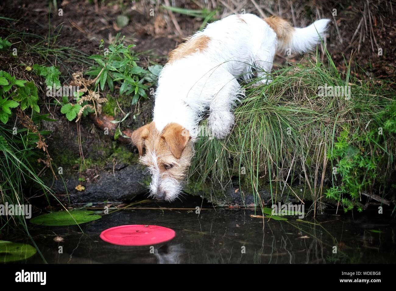 Jack Russell Terrier Reaching Towards Plastic Disc In Pond Stock Photo