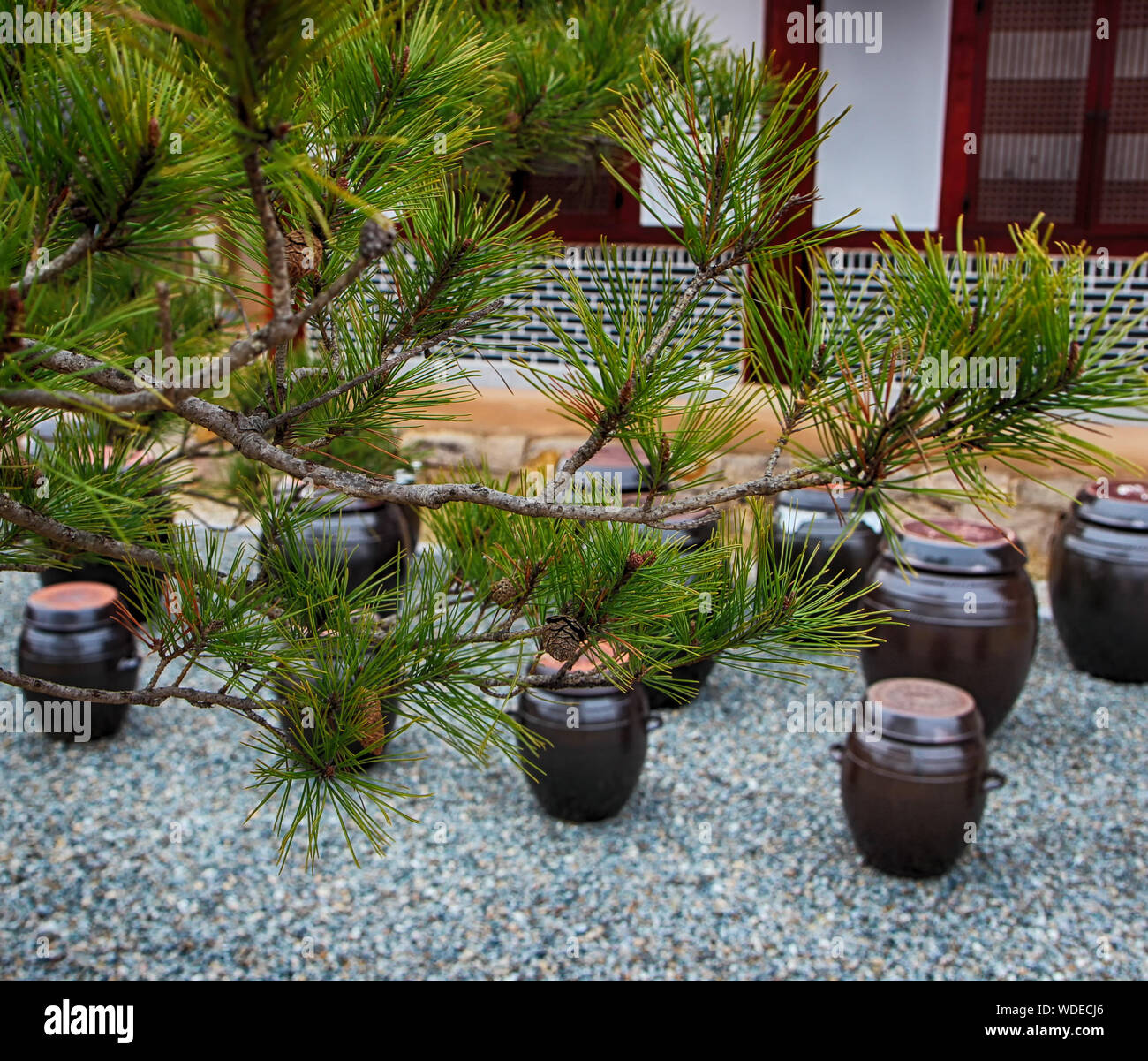 Korean pine trees hires stock photography and images Alamy