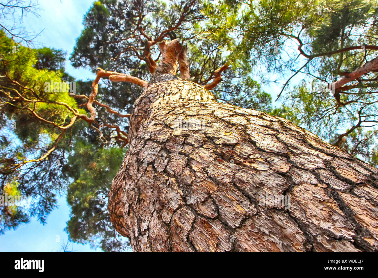 Korean pine trees hires stock photography and images Alamy