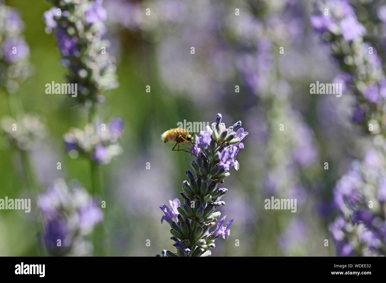 strange furry bee called a bee fly, beefly or bee-fly Latin name bombylius major feeding on lavender Latin lavandula flower in Italy Stock Photo