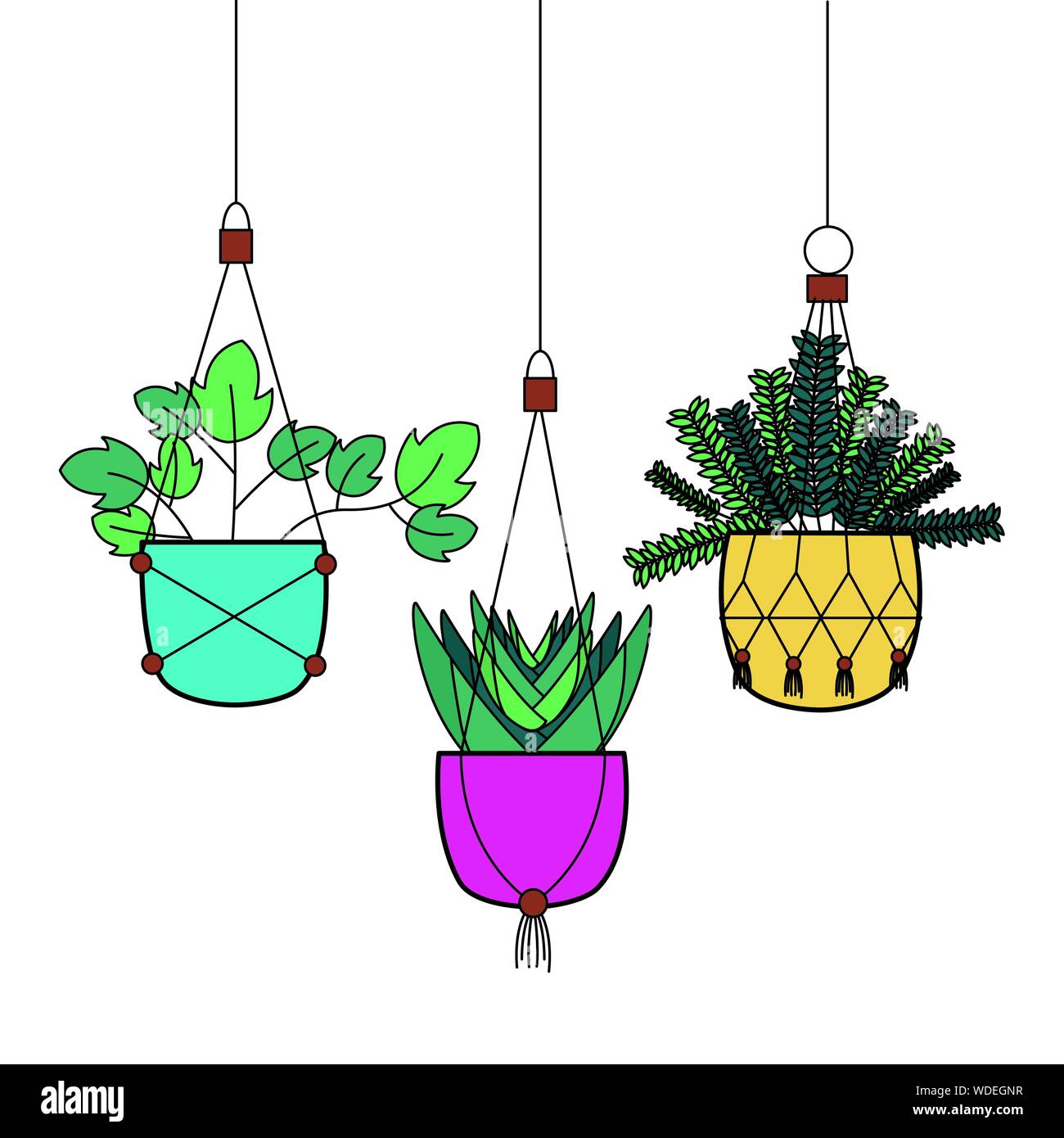 Hanging plants inside pots vector design Stock Vector Image & Art Alamy