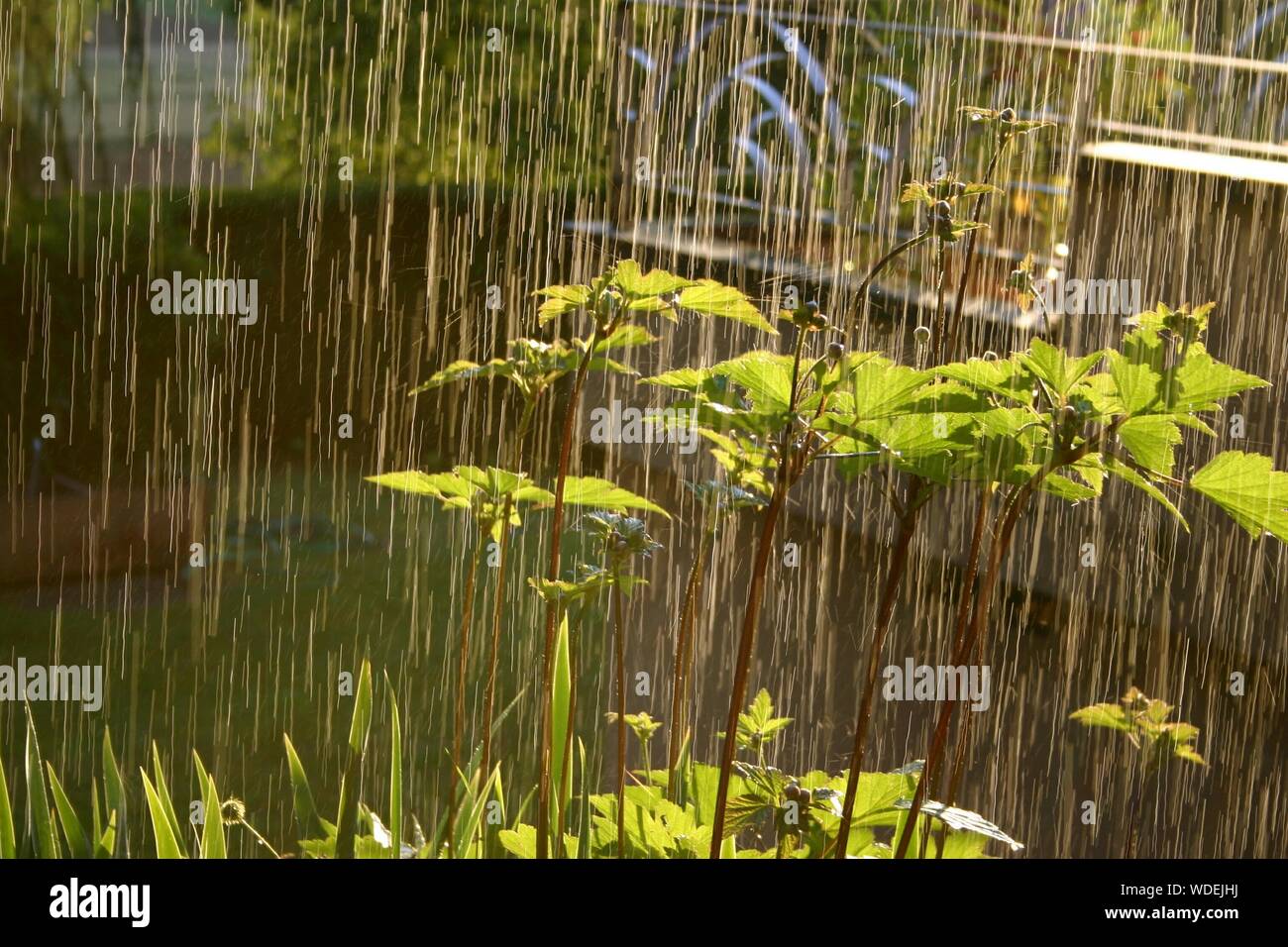 Rain on plants hires stock photography and images Alamy
