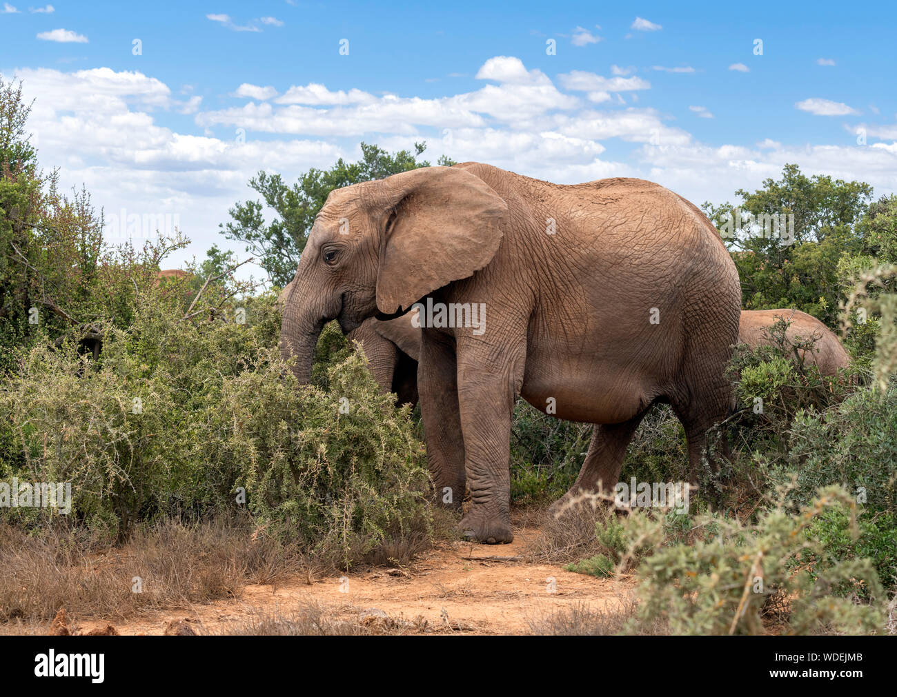 African Elephant (Loxodonta africana ) grazing in Addo Elephant National Park, Port Elizabeth, Eastern Cape, South Africa Stock Photo