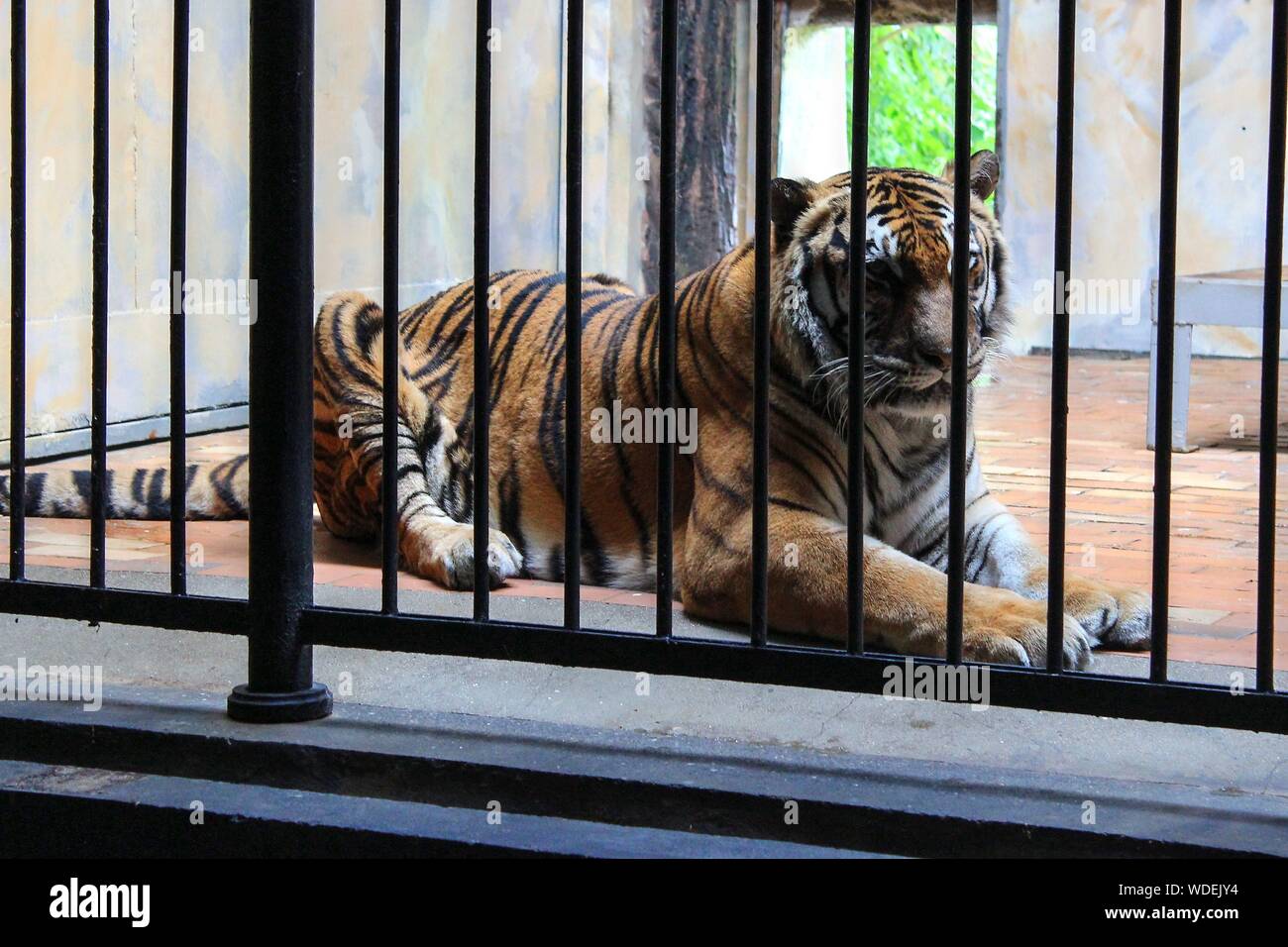Tiger zoo captivity cage hires stock photography and images Alamy