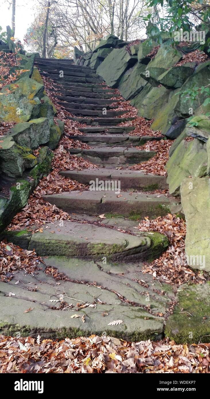 Leaves on Steps