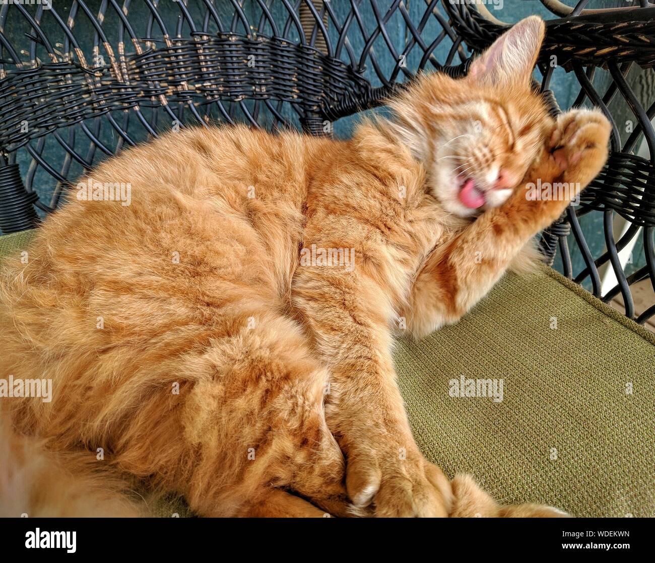 Cat Grooming Itself On Chair Stock Photo Alamy