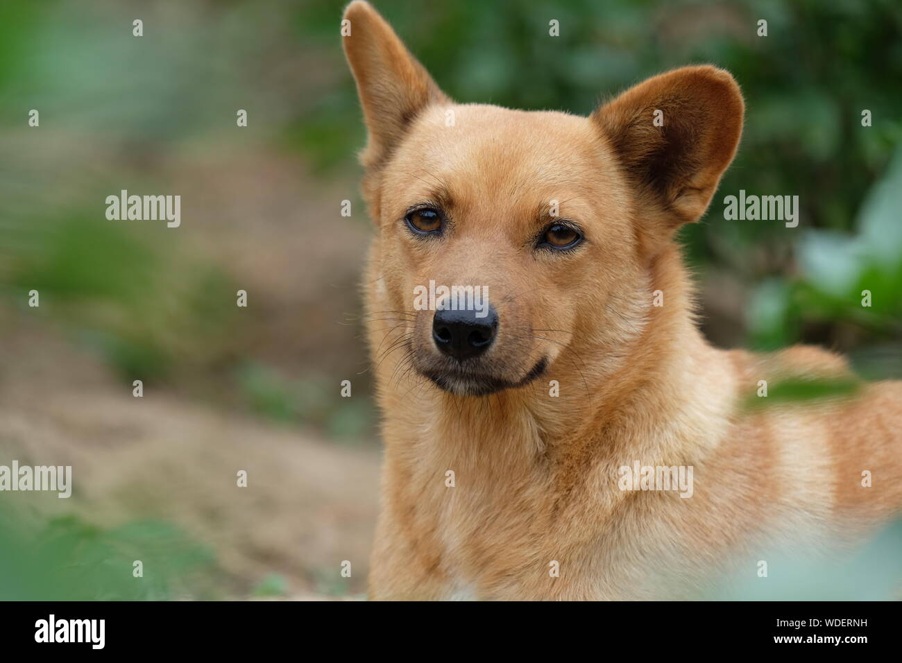Dog Lovers Book Club November 2017 Australian Dog Lover