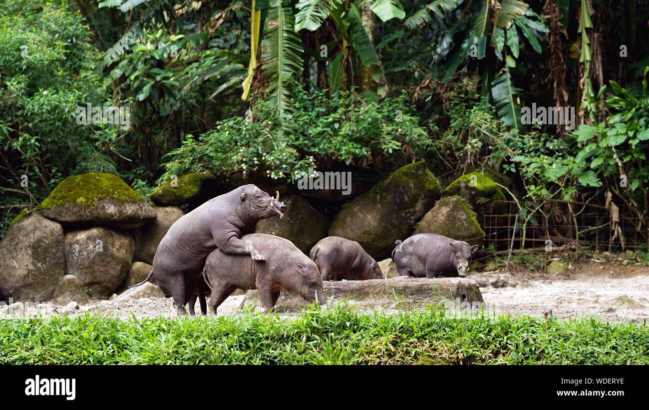 Animals mating at zoo hi-res stock photography and images - Alamy