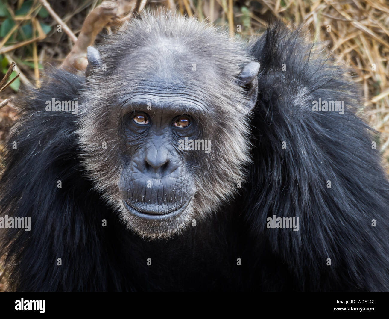 Close-up Portrait Of Old Chimpanzee, Zambia, Africa Stock Photo