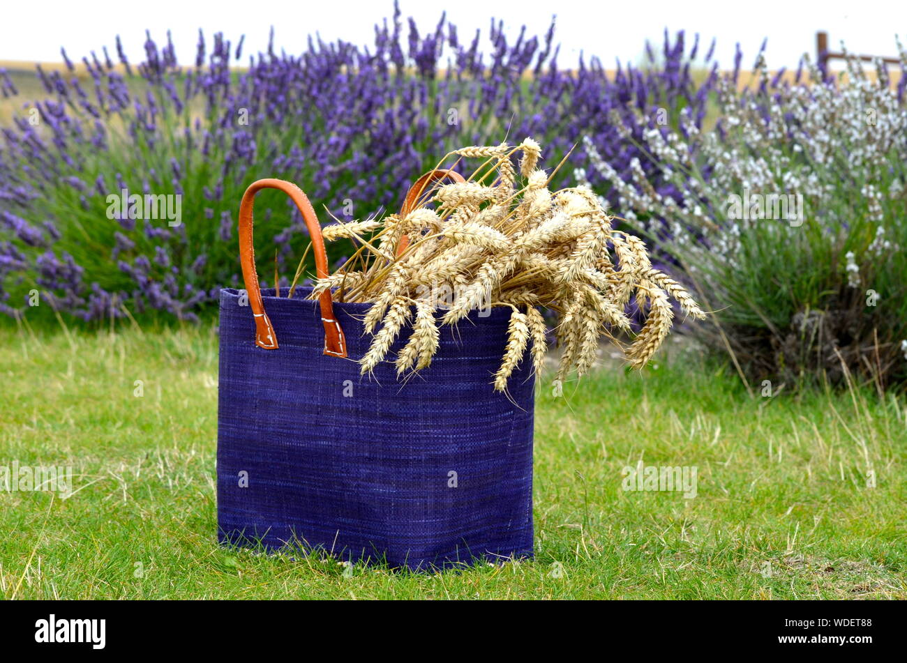 View Of Wheat Crop In Bag On Grass Area Stock Photo