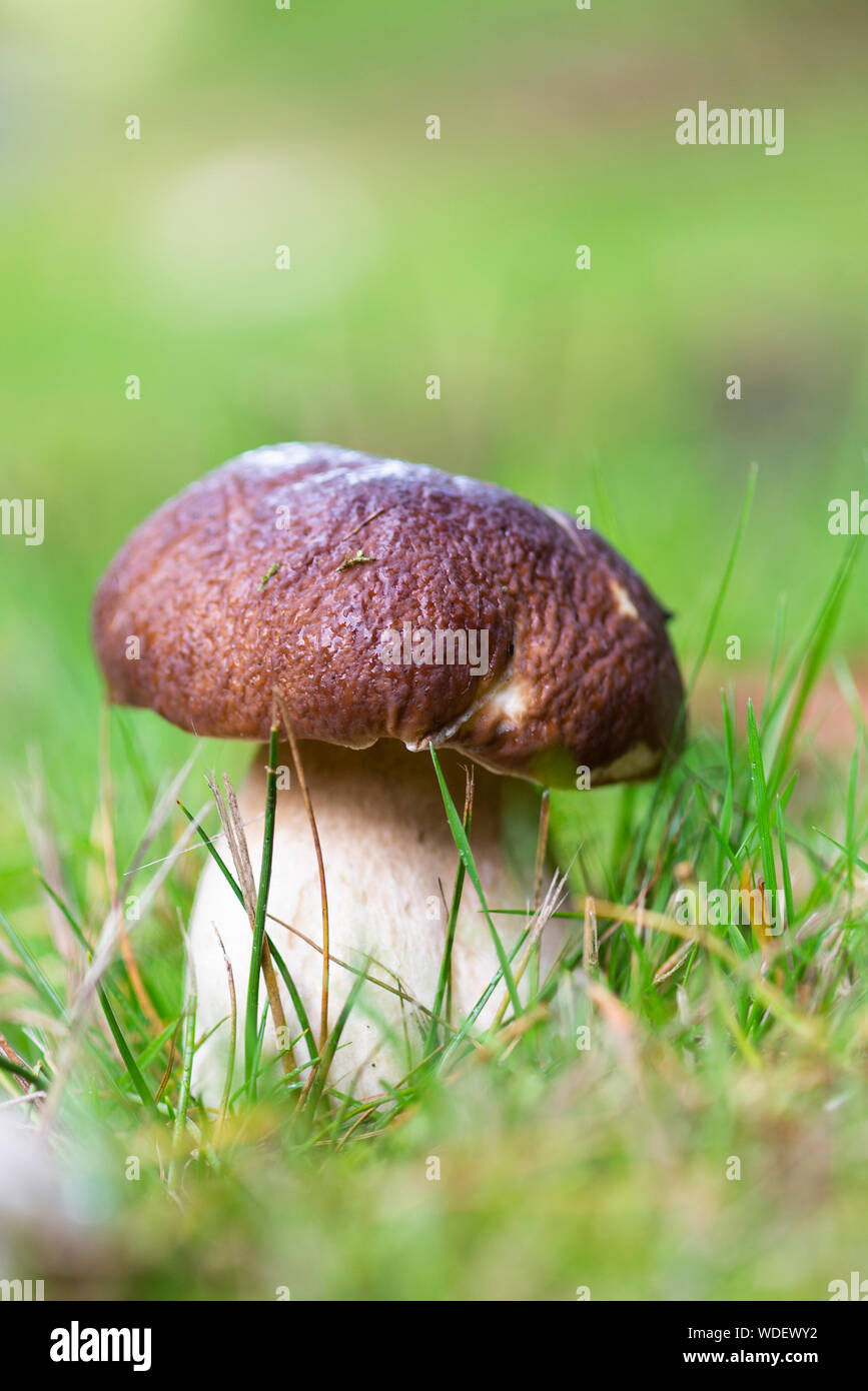 Large porcini mushroom, close up in grass. Stock Photo