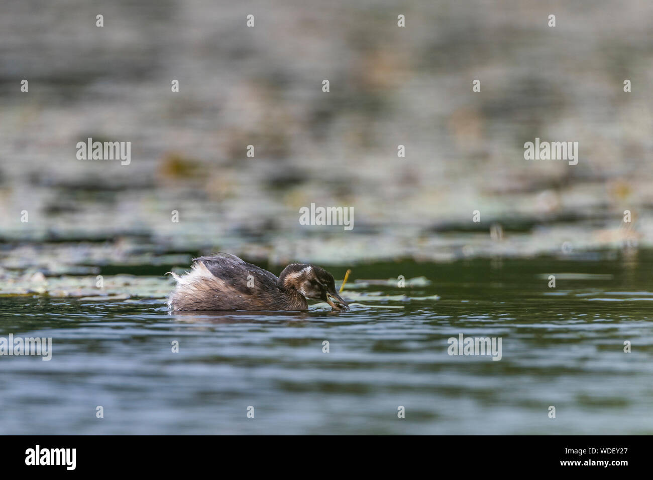 Little grebe, feeding in lake. Stock Photo