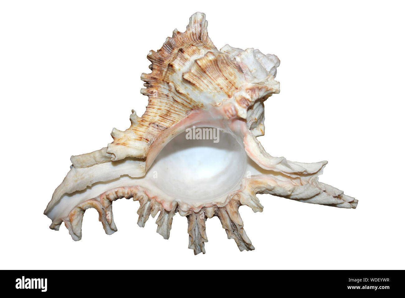 Ramose Murex a.k.a. Branched Murex Chicoreus ramosus Stock Photo