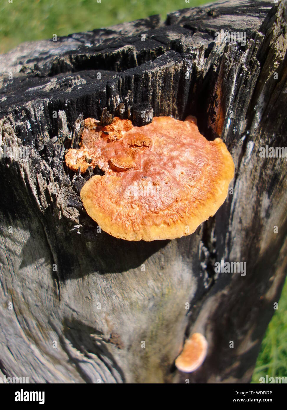 Fungus on tree stump hires stock photography and images Alamy