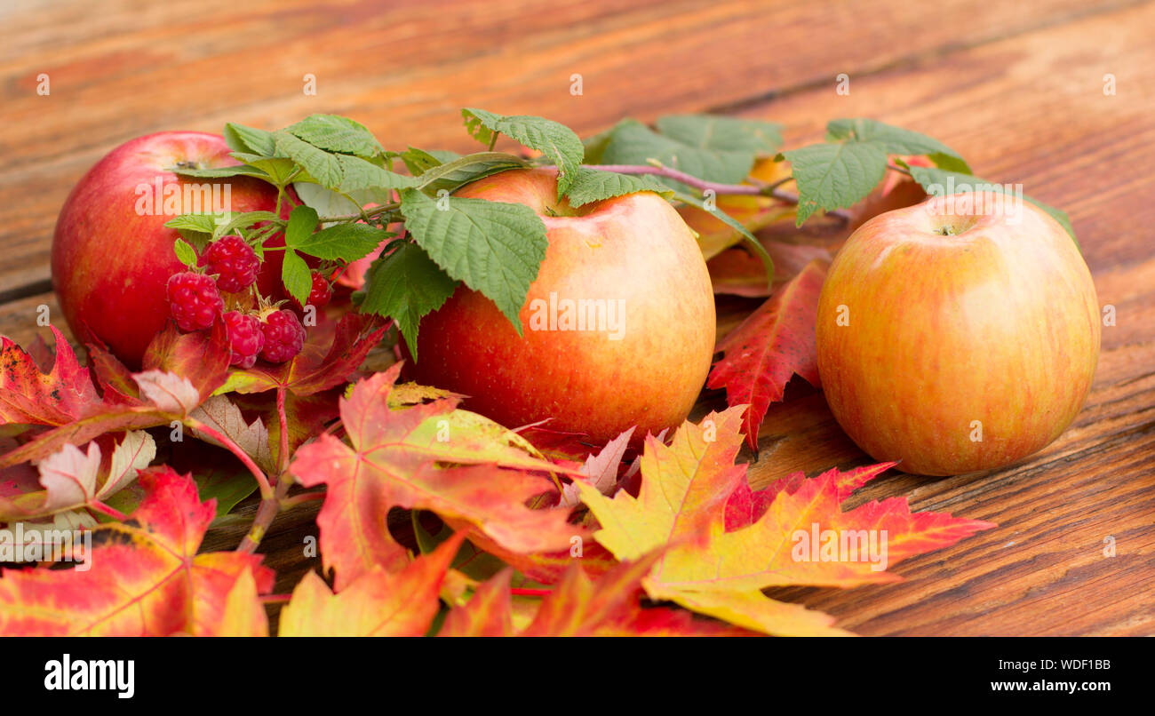 Apple Size Raspberry three red ripe apples, raspberries branch with berries and colorful ...