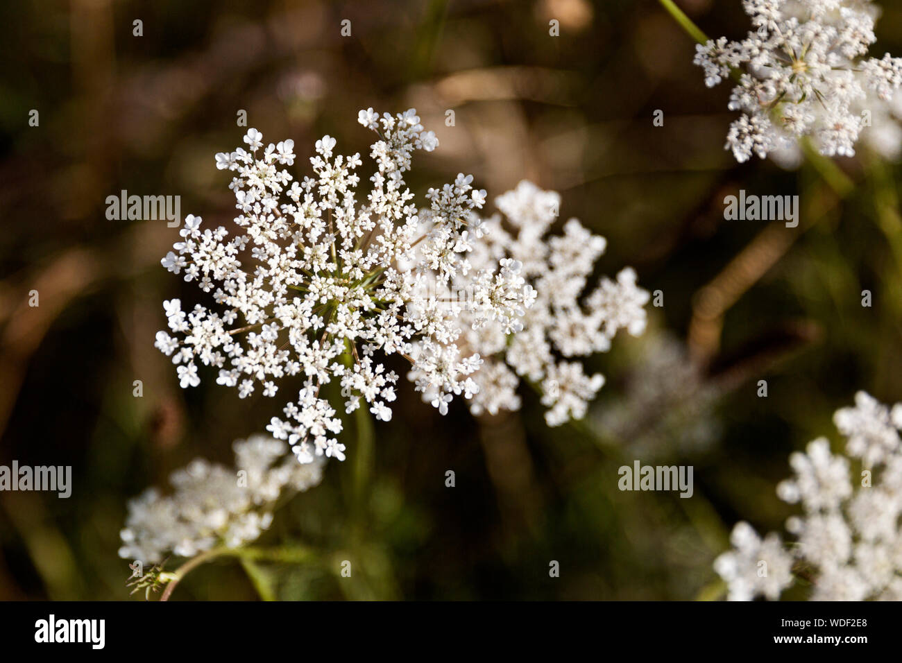 Queen Anne's Lace – Hiker's Notebook