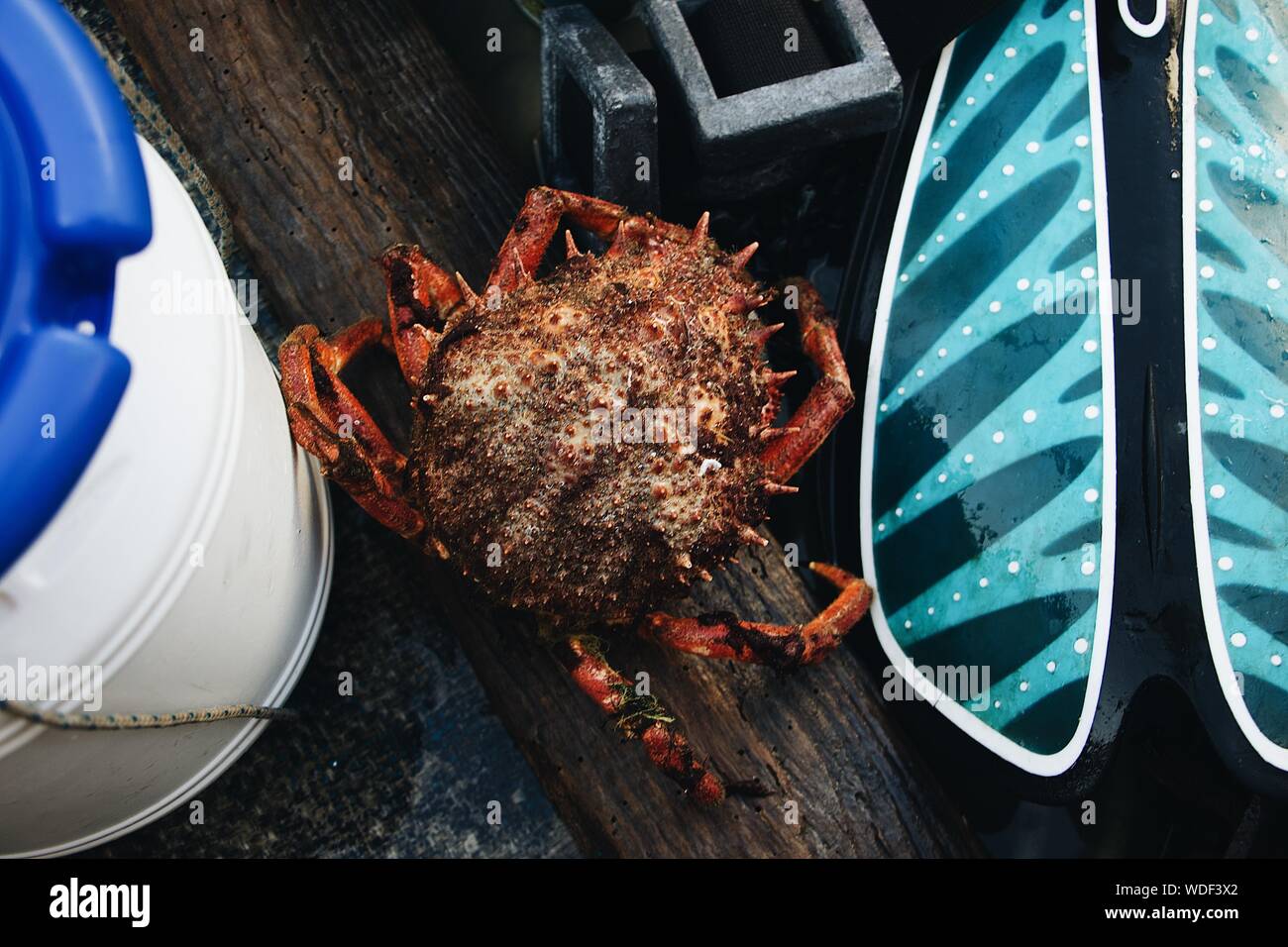 Closeup of a crab with a spiky shell on a wooden surface Stock Photo