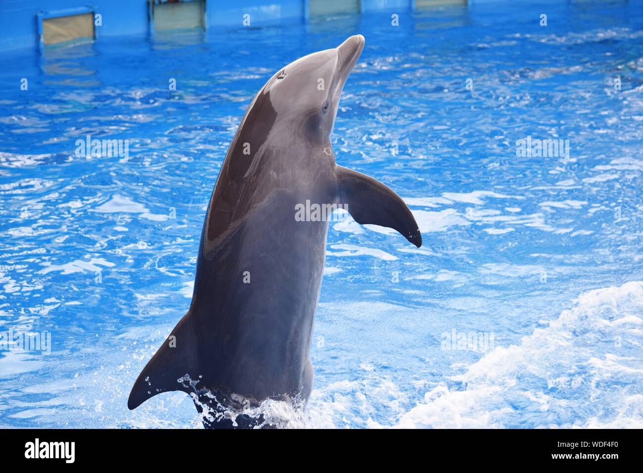 Dolphin Jumping In Pool At Aquarium Stock Photo