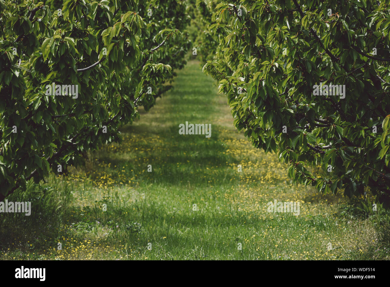 Trees lawn grass hi-res stock photography and images - Alamy