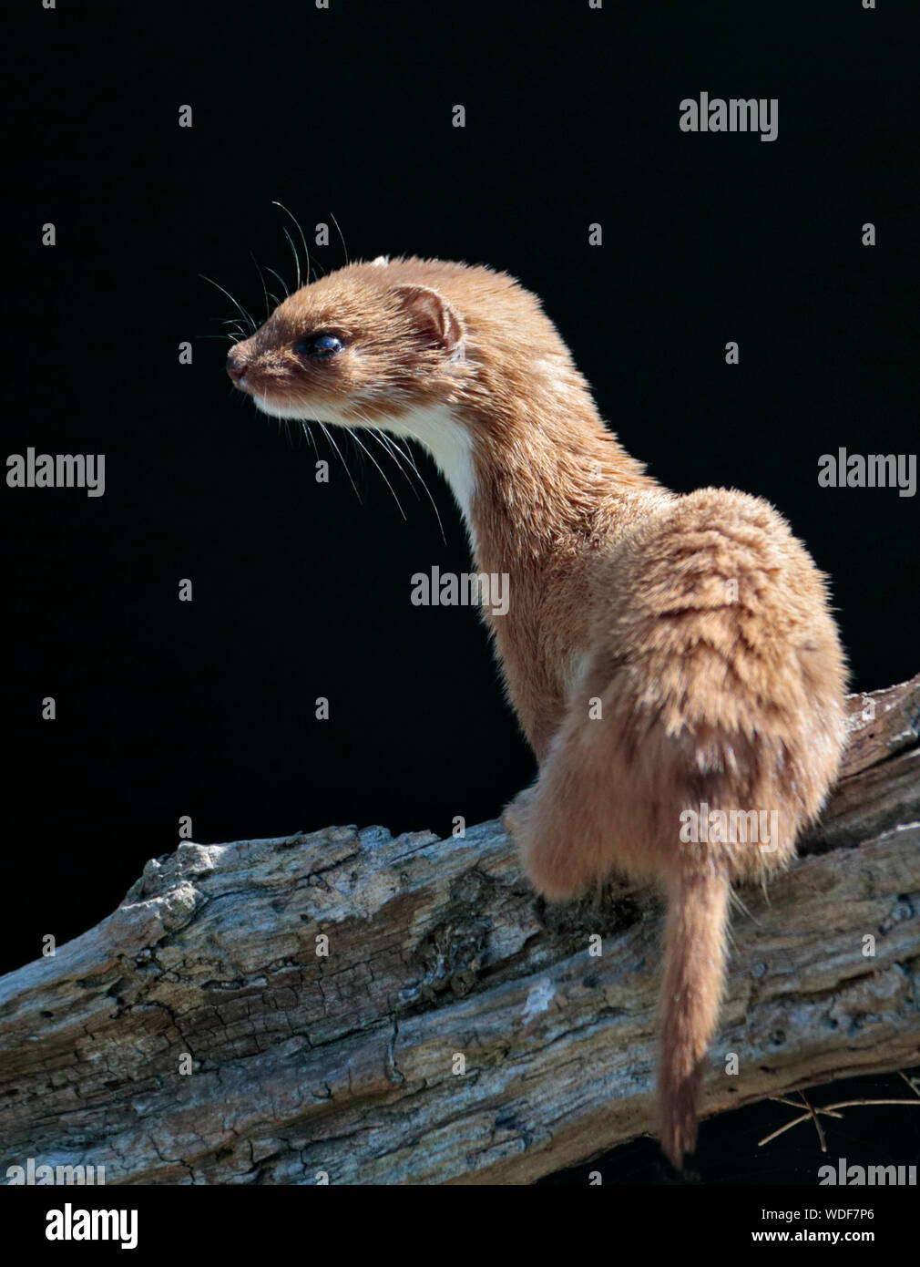 Eurasian Weasel/Least Weasel (mustela nivalis), UK Stock Photo