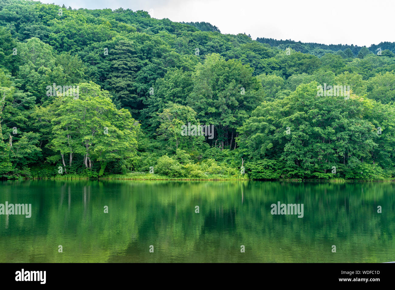 Goshiki-numa lake in Nishikawa-machi, Yamagata Prefecture, Japan Stock Photo