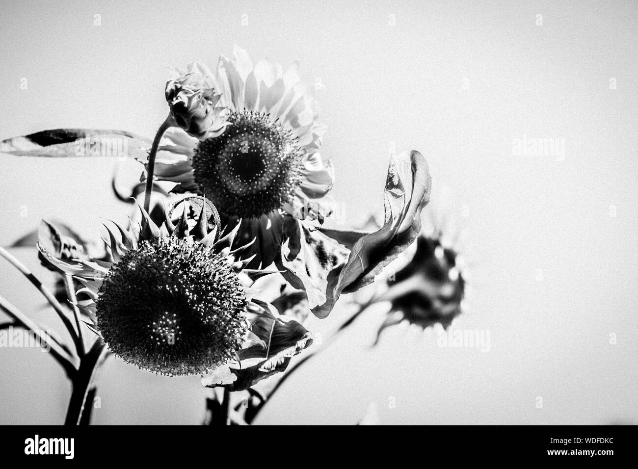 Sunflowers Black and White Stock Photos & Images - Alamy