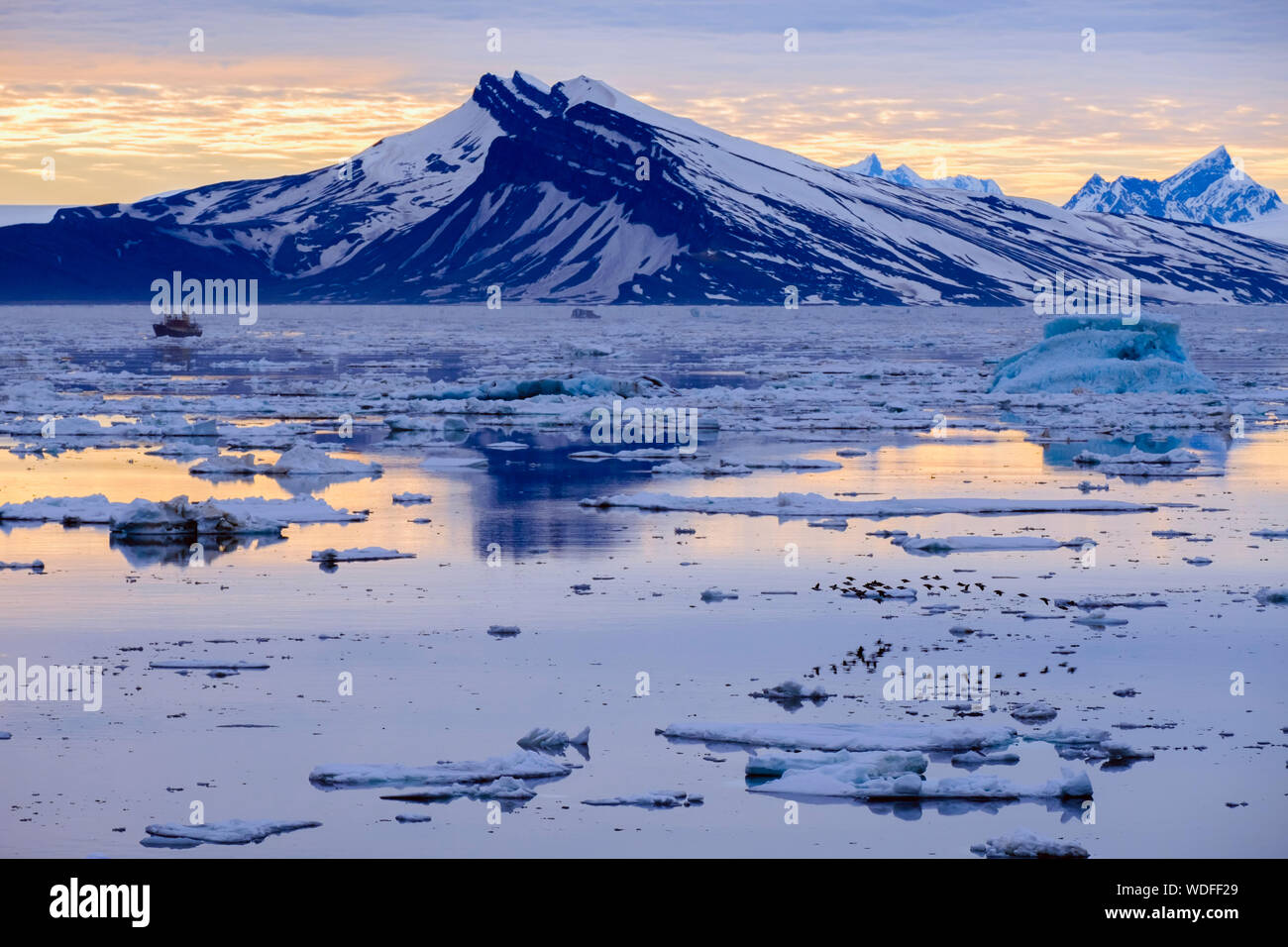 Brunnich's Guillimots (Uria lomvia) flying low across sea ice floes in Storfjorden with mountains on east coast on arctic summer evening. Spitsbergen Stock Photo